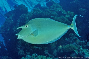 Unicorn fish