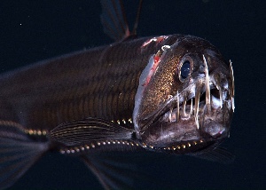 Viper fish