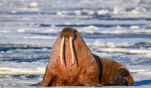 Walrus