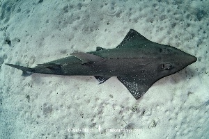 Wedgefish