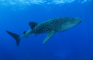 Whale shark