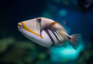 White banded triggerfish