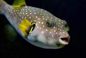 White spotted puffer
