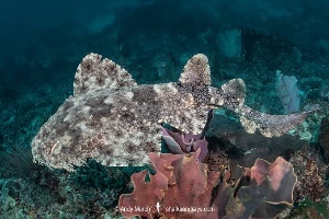 Wobbegong shark