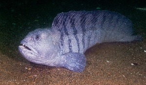 Wolffish