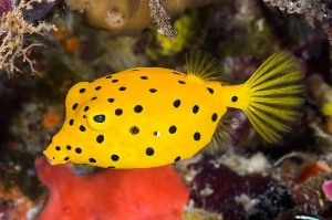 Yellow boxfish