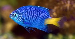 Yellow tail damsel