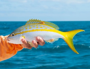 Yellowtail snapper