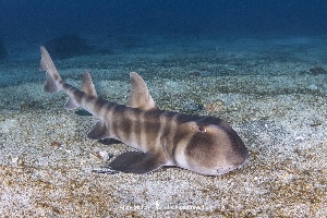 Zebra bullhead shark