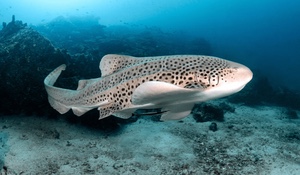 Zebra shark