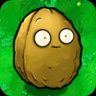 Giant Wall-nut