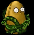 Vine-nut