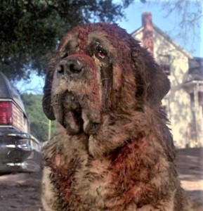 Cujo