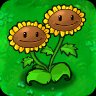Twin Sunflower