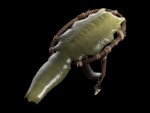 150px-Item_icon_Darwin's_Danger_Shield