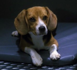 Porthos