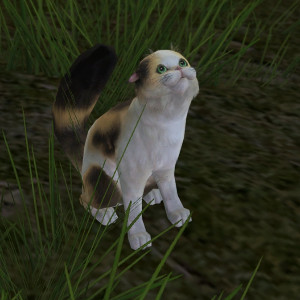 Snow the Cat