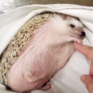 دست