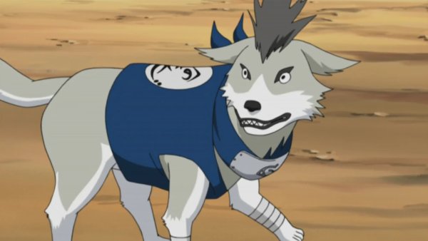 Shiba