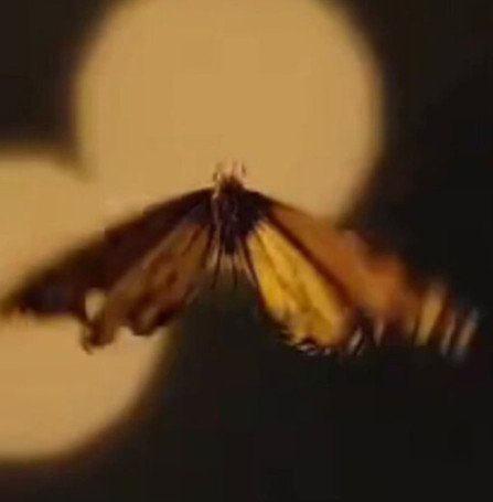 6131