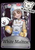 White Maltese