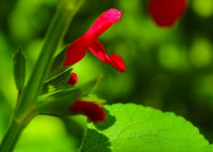 IMG_9991