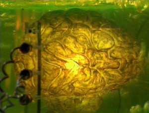 The Brain of Morbius