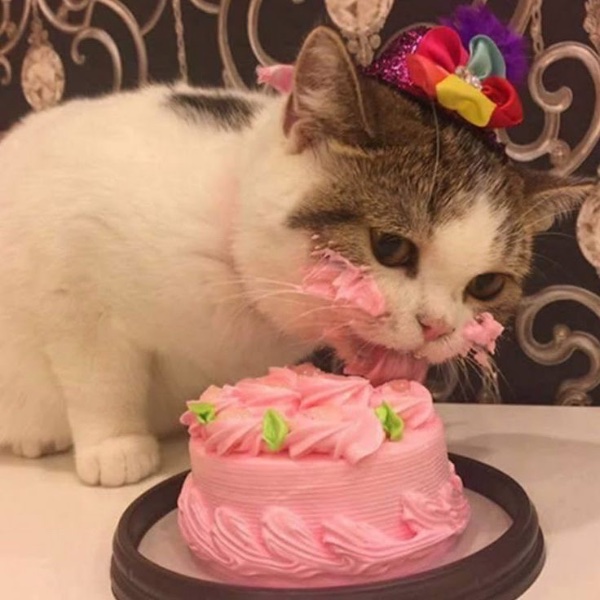 Cap gato (lord Keke)