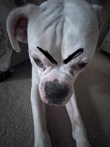 brows