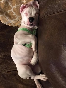 fat babby