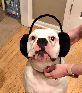 his ears are cold