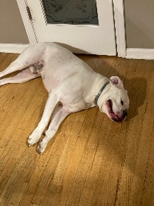 rug
