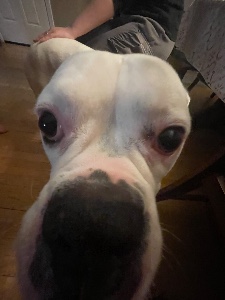SNIFFF