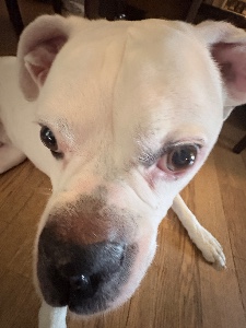 snorf
