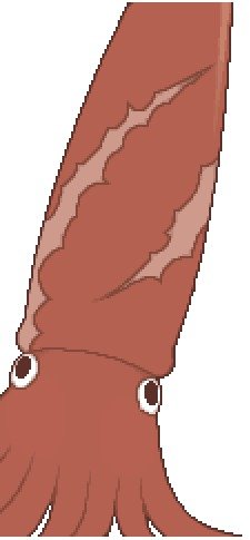 Squid