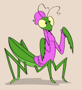 insect