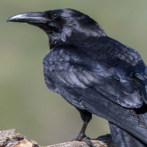 corvo