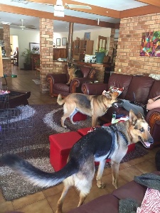 bea, samra, dukey