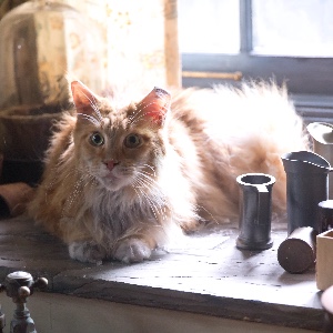 Buttercup