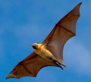 All Bats