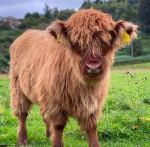Highland Cow