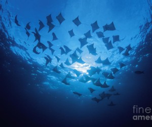 Rays