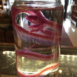 Taxidermy