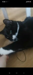 Diego