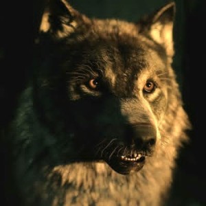 Wolfie