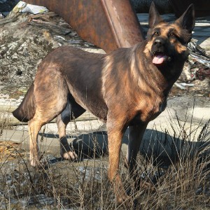 Dogmeat 2