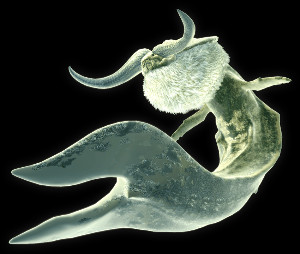 Ceadeus