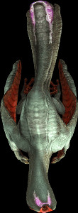 Gigginox