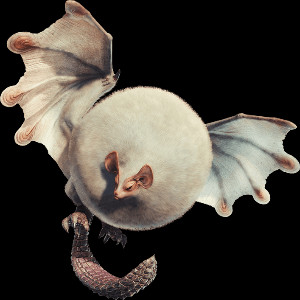 Paolumu