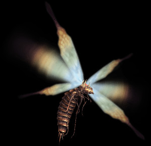 Vespoid Queen